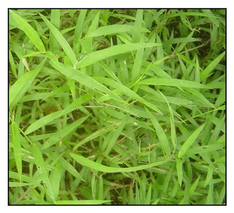 grasses in the philippines|Kinds Of Grass In The Philippines.